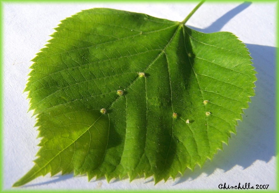 Eriophyes exilis 